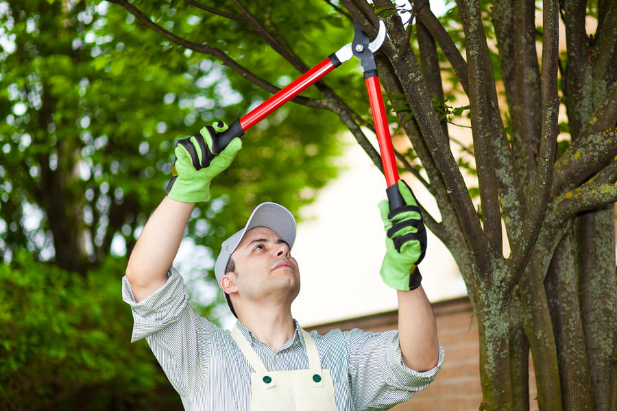 This is a picture of a tree trimming.